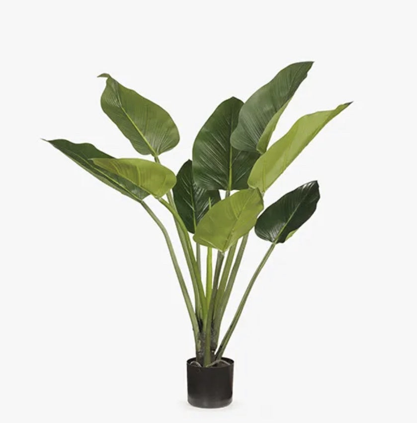 Curcuma Leaf Plant 100cm