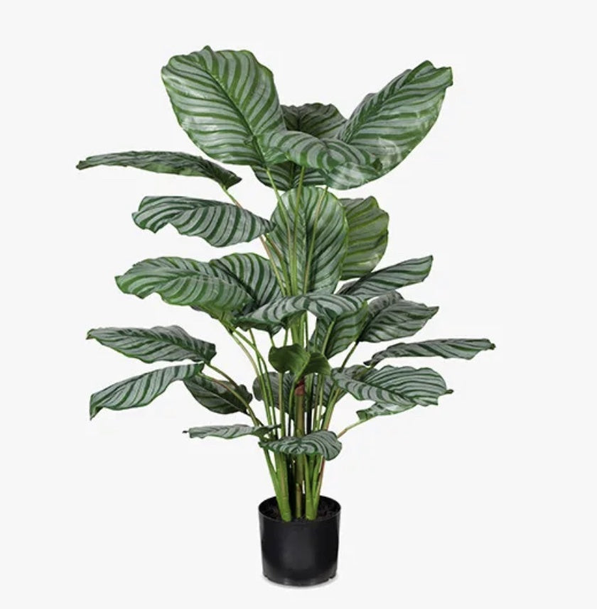 Calathea plant green 111cm
