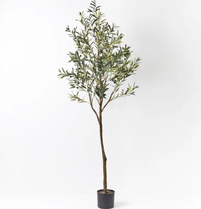 Olive Tree Green 213cm